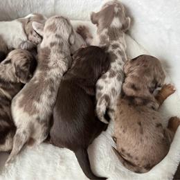 Dachshund puppies from Whinebarkdachshunds LLC
