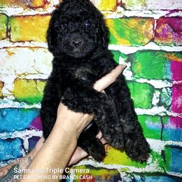 Girl 1 - Phantom Poodle puppy in Kentucky from Penny's Puppy Palace