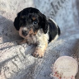 Mint - Piebald male Dachshund puppy in Lufkin, Texas from CSW Dachshunds