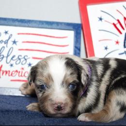 Betsy Ross - Blue merle female Miniature Australian Shepherd puppy in Kissee Mills, Missouri from Clinkenbeard Kennel