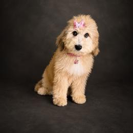 Alyeska - TRAINED AND VETTED - female Australian Mountain Doodle puppy in Lookout, California from Remington Kennels, LLC