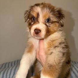 Hopper - Red merle male Australian Shepherd puppy in Anniston, Alabama from All Hale Aussies