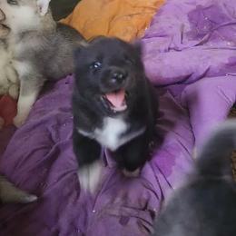Siberian Husky Puppies from Spirit of the Moon Siberians