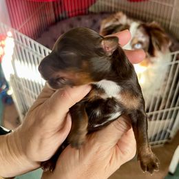 Simon - Red tri-color male Aussiedoodle puppy in Burkesville, Kentucky from Bline’s Awesome Aussies & Doxies at the Bline Family Farm