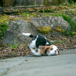 Beagle and Cavalier King Charles Spaniel Puppies from Kazuri Beagles and Cavaliers