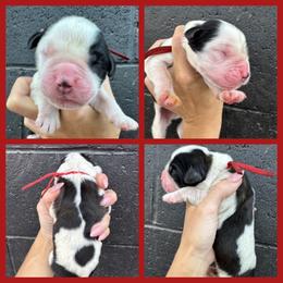 Red - Mahogany and white male Saint Bernard puppy in Ladysmith, Wisconsin from Northwoods Saint Bernards