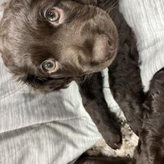 Boy 1 - male Boykin Spaniel puppy in Green Cove Springs, Florida from White Acres