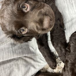 Boy 1 - male Boykin Spaniel puppy in Green Cove Springs, Florida from White Acres