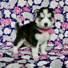 Halo - Black and white female Siberian Husky puppy in Lunenburg, Vermont from SNOW WOOLY HUSKY
