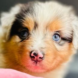Jade - Blue merle female Miniature Australian Shepherd puppy in Luling, Texas from Little Wood Toy and Mini Aussies