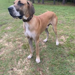 Moose - Great Dane