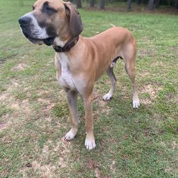 Moose - Great Dane