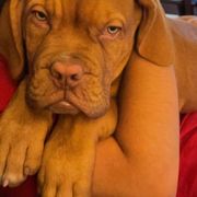 Dogues de Bordeaux from Ema's Dogue de Bordeaux