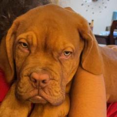 Dogues de Bordeaux from Ema's Dogue de Bordeaux