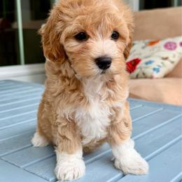 Princess - Parti female Maltipoo puppy in Charles City, Virginia from Historic triangle doodles Charles City, Virginia