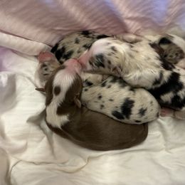 Betsy - Blue merle female Australian Shepherd puppy in Statesville, North Carolina from Charming Australian Shepherds