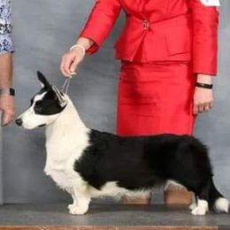 Kit - Cardigan Welsh Corgi