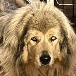Stardust - Tibetan Mastiff