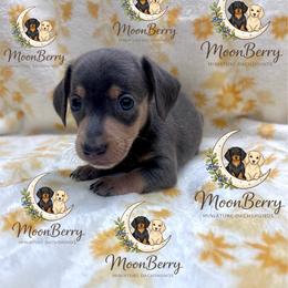 River Blue-Tan Female - Blue and tan female Dachshund puppy in Tecumseh, Oklahoma from MoonBerry Miniature Dachshunds