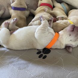 Labrador Retriever Puppies from Southern Sunshine Labradors