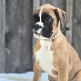 Diesel - Fawn male Boxer puppy in Preston, Maryland from Katie's Pups