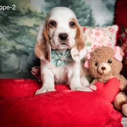 Hope - Lemon and white female Basset Hound puppy in Hodges, South Carolina from Blooming Basset