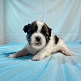 AKC-Flash - Tricolor male Shih Tzu puppy in Mooresville, North Carolina from Juji Shih Tzu