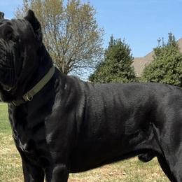 Cane Corso from Raising Kane Corso’s