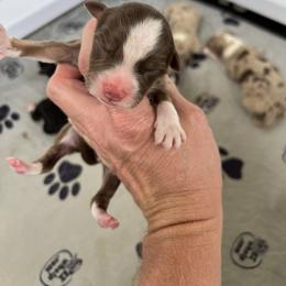 Rtf - Red tri-color female Australian Shepherd puppy in Magee, Mississippi from Paint ByNumbers Ranch