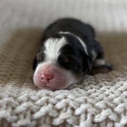 Peanut - Tri-color male Bernedoodle puppy in Modesto, California from Central Valley Canine Companions