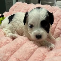 Violet - Parti female Maltipoo puppy in Colonial Beach, Virginia from BeachRidge Pups