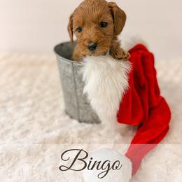 Bingo - Red  female Goldendoodle puppy in Melba, Idaho from KZ Doodles
