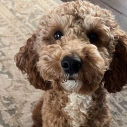 Rocky - Poodle