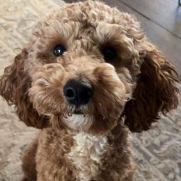Rocky - Poodle