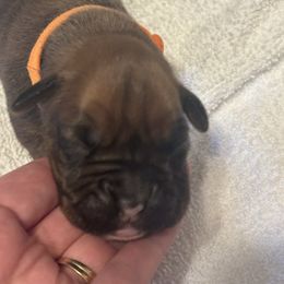 Bella - Fawn female Boxer puppy in Plainville, Connecticut from AKC Boxer Club Plainville and Plank trail boxers