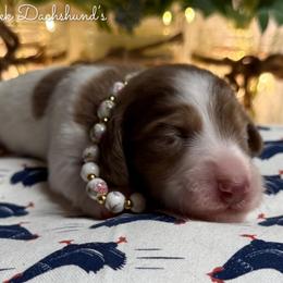 Barbie - Dapple female Dachshund puppy in Fayetteville, West Virginia from Loop Creek Dachshunds
