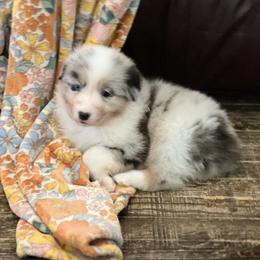 Raina - Blue merle female Australian Shepherd puppy in Sedalia, Missouri from Affinity Aussies