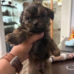 Female 1 Oreo - Brindle female Shorkie puppy in Albemarle, North Carolina from Wilson Kennel