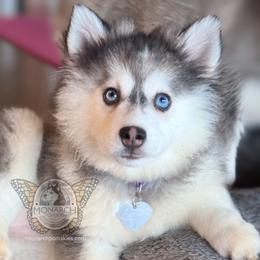 Monarch Lacee - Black and white female Pomsky puppy in Greeley, Colorado from Monarch Pomskies | Northern Colorado