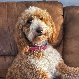 Ellie Mae - Goldendoodle