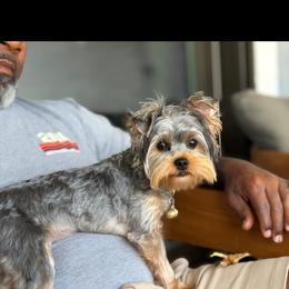 Yorkshire Terrier Puppies from Grand 7 Kennelz