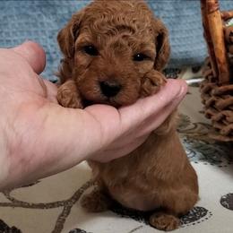 Lemonade - Apricot Mini Poodle Raised in Home - Apricot female Poodle puppy in Falcon, Missouri from Cedar House Heritage Poodles | AKC Toy & Miniature Poodle Puppies Raised in Home