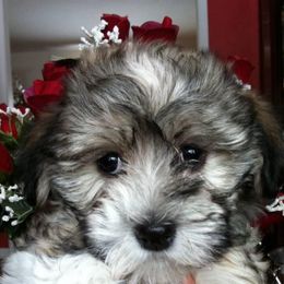 Afghan Hound and Havanese Puppies from Dragonfly Kennels