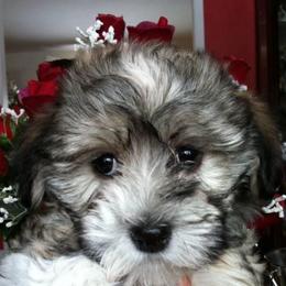 Afghan Hound and Havanese Puppies from Dragonfly Kennels