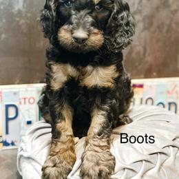 Boots - Phantom male Goldendoodle puppy in Pasco, Washington from Camp Doodle Woods