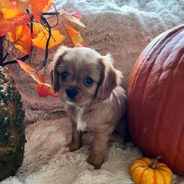 Pippa - Ruby female Cavalier King Charles Spaniel puppy in Orrville, Ohio from Heart of a Cavalier