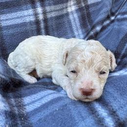 Charlie - Parti male Maltipoo puppy in Alexander, Arkansas from Durham's Designer Poos
