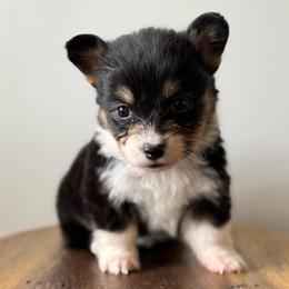 Reba - Black and tan female American Corgi puppy in Red Bluff, California from Circle T Livestock & K9 Co.