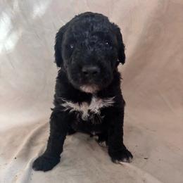 Woodford - Black male Bordoodle puppy in Indianapolis, Indiana from Indiana Bordoodles