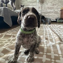 Green Boy - Liver and white male German Shorthaired Pointer puppy in Dearborn, Missouri from Hardwood Kennels